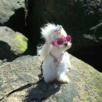 Tác giả cutehotvitlon