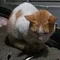haryuu (mèo của nobita)
