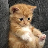 Hệ thống [ Mơ ]