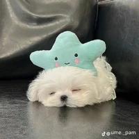 Nấm lùn🍄