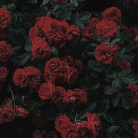 V_Rose