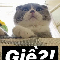 t/g nè