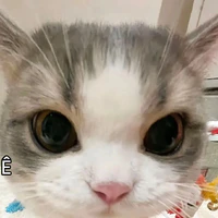 Mèo của Gíp