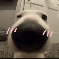 các.anh
