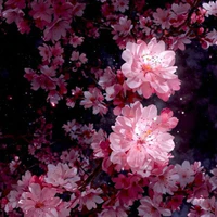 Irumi , Iruma