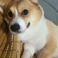 Bobo