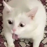 Bà tgiả nhạt nhẽo🫰
