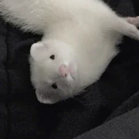 Draco Malfoy