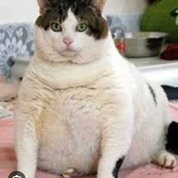 hệ thông 00?-mồn lèo-teki