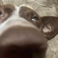 HT