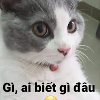 cả hai