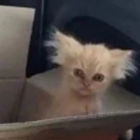 T/G