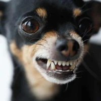 bé chó cute