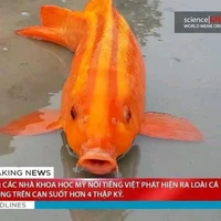 lớp 10a5