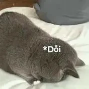 T/g( lùn )