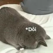 T/g( lùn )