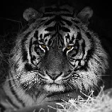 Tresten- Dạng thú