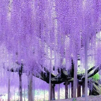 Chị Em Nhà Suzuki