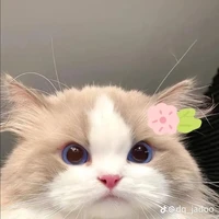 t/g mèo