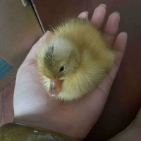 Tác giả lười:3