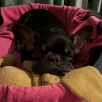 BonBon