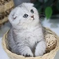 Cầu Cầu- mèo