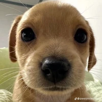 ad thích bùng binh