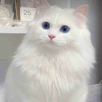 Mèo 