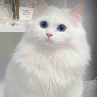 Mèo 