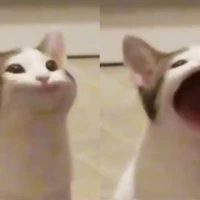nhóm no