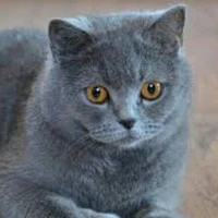 mèo prime