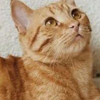 mèo tt