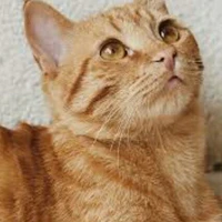 mèo tt