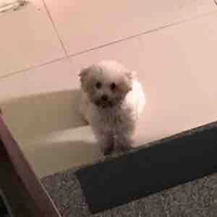 Tác giả là bottom nha