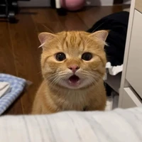 tg cute phô mai que hột me xí mụi xinh