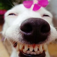 hệ thống xink gái