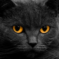 Mèo