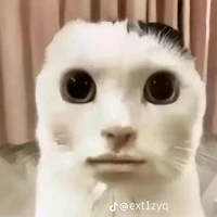 Bọn hắn :))