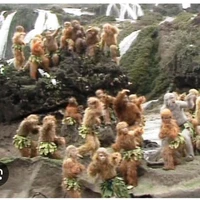 Toàn bộ khỉ ở Hoa quả sơn