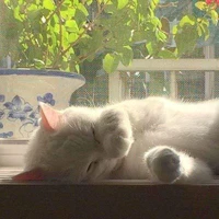 Hiinaa- tác giả