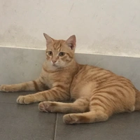 Tác giả bị mê Rhyder 