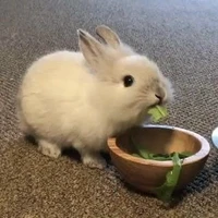 Bé thỏ của Rayne