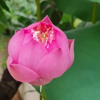 nhạc :)))