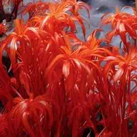 All trừ người cần