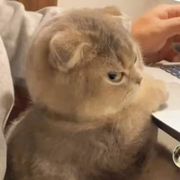 tác giả zô duyênnn