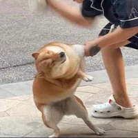 Biệt đội báo dịu keo