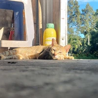 Tuna (⁠ ⁠ꈍ⁠ᴗ⁠ꈍ⁠)