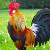 Chicken