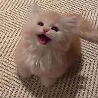 tác giả dằm khăm