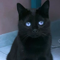 mèo(lowey)